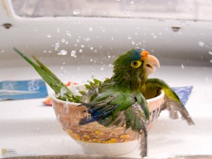 طوطی در حال حمام