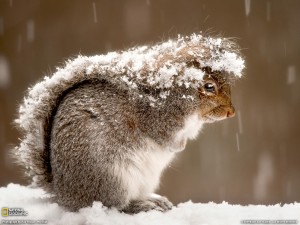 والپیپر سنجاب در برف